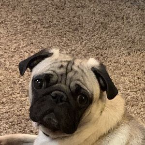 Meet your Posher, Jacob